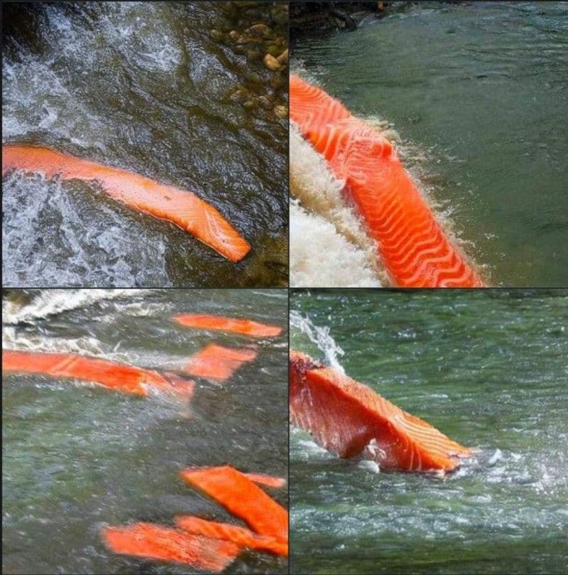 When you ask an #AI to recreate « a salmon swimming down a river »

The end is near 🥲